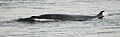 Common minke whale Baleine de Minke
