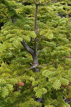 Balsam Fir (Abies balsamea)