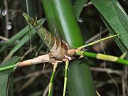  Bambu ampel  Wikipedia bahasa Indonesia ensiklopedia bebas
