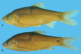 <i>Barbodes zakariaismaili</i> Species of fish from Malaysia