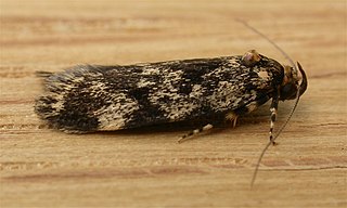 <i>Barea</i> (moth) Genus of moths