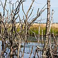 * Nomination Bargerveen Meerstalblok. Peat lake with dead birches ( Betula ). --Agnes Monkelbaan 05:40, 14 November 2019 (UTC) * Promotion  Support Good quality. -- Johann Jaritz 06:11, 14 November 2019 (UTC)
