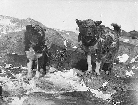 Basilisk and Ginger, two of the sledge dogs, at Cape Denison
