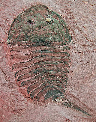 <i>Beckwithia typa</i> Extinct genus of arthropods