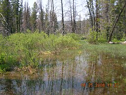 Stanley Lake wetland