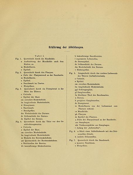 File:Beiträge zur Anatomie der Tubificiden (Page (29), Description of plates, p. 29-30) BHL32537231.jpg