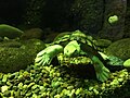 Bellinger River turtle 02 Taronga 2020-03-13.jpg