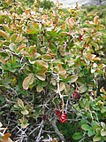 Thumbnail for Berberis aetnensis