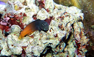 <i>Ecsenius bicolor</i> Species of fish