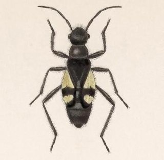 <i>Arhaphe cicindeloides</i> Species of true bug