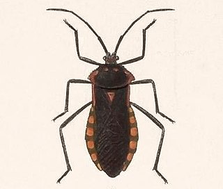 <i>Sephina</i> Genus of true bugs