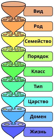 File:Biological classification L Pengo-ru.svg