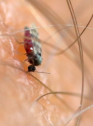 <span class="mw-page-title-main">Highland midge</span> Species of fly