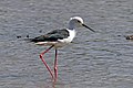 * Nomination Black-winged stilt (Himantopus himantopus), Ethiopia --Charlesjsharp 15:28, 6 February 2018 (UTC) * Promotion Good quality. --GT1976 16:11, 6 February 2018 (UTC)