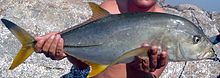 Blacktip trevally Omán 2.jpg