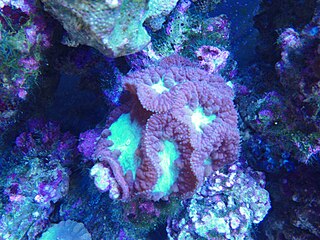 <i>Blastomussa</i> Genus of corals