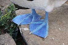 Totipalmate feet - blue-footed booby. Blue-footed Booby (Sula nebouxii) -feet.jpg