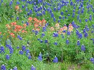 Bluebonnets and Indian Paintbrush in bloom, Lone Star Monument and Historical Flag Park, Conroe, TX.