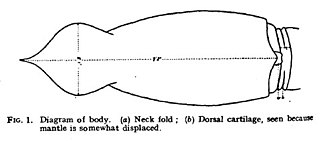 #111 (12/11/1935) Mantle and occipital region of Holyrood specimen, from Frost (1936:90, fig. 1) (see also funnel–mantle locking apparatus, digestive system and liver, and terminal portion of rectum)