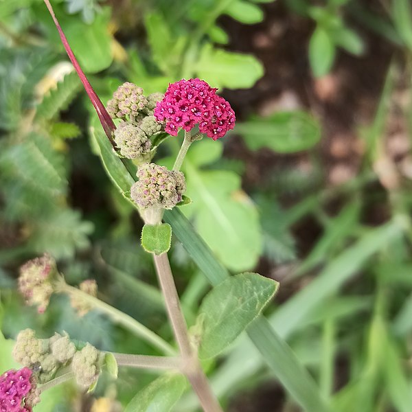 File:Boerhavia coccinea (Nyctaginaceae).jpg