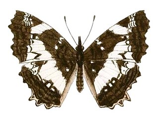 <i>Neptidopsis</i> Genus of brush-footed butterflies