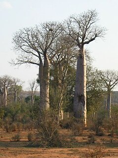 <i>Adansonia za</i> Species of flowering plant