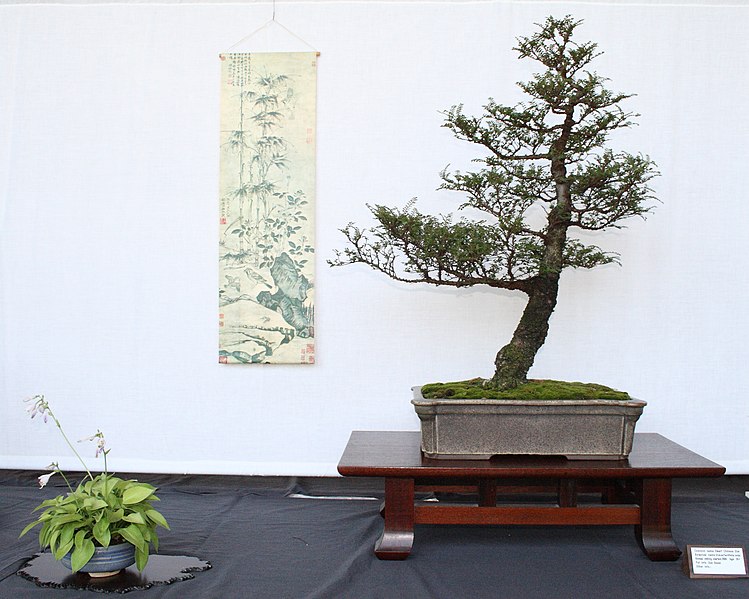 File:Bonsai display with Seiju elm, miniature hosta and hanging scroll, 12 July 2009.jpg