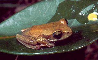 <i>Boophis rhodoscelis</i> Species of frog