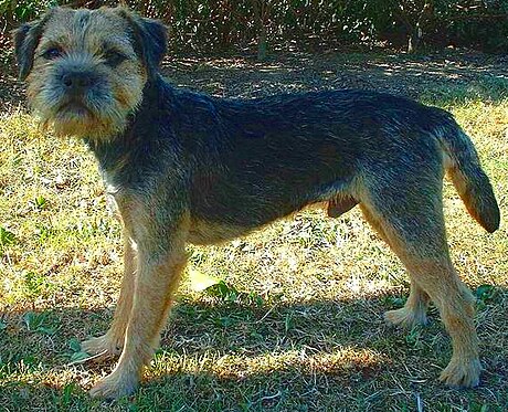 File:Border Terrier.jpg