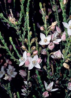 <i>Cyanothamnus baeckeaceus</i> Species of flowering plant