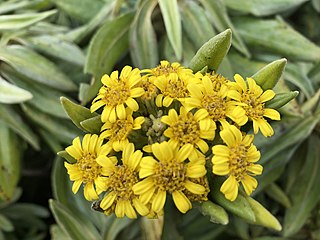 <i>Brachyglottis huntii</i> Species of flowering plant