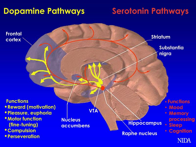 File:Brain Pathways DA 5HT.jpg