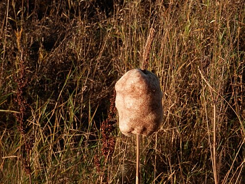 Cattail (Typha sp.)