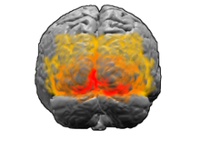 The extrastriate cortex (shown in orange and red) is believed to be involved in perceptual priming. Brodmann areas 17 18 19.png