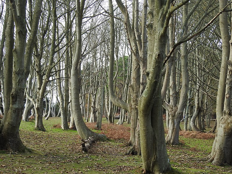 File:Brownsea Island South Lodge.jpg