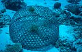 Bubo fish trap - Philippines 09.jpg