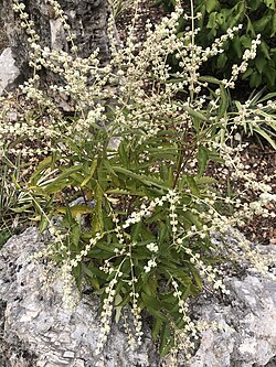 Buddleja racemosa iNat-127507138.jpg