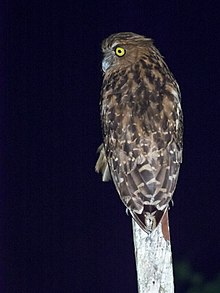 Buffy Fish Owl (15026320602).jpg