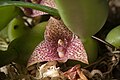 Bulbophyllum pictum