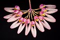 Bulbophyllum dentiferum