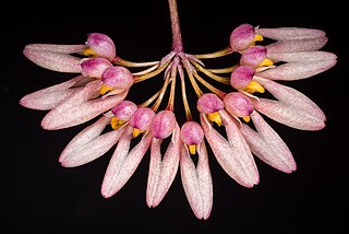 <i>Bulbophyllum fenestratum</i> Species of orchid