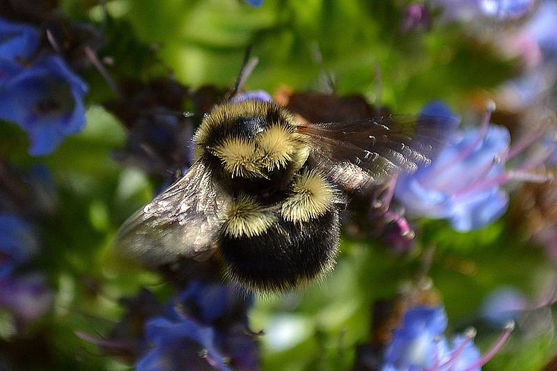 File:Bumble bee on Echium candicans, the pride of Madeira.jpg
