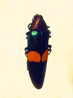 <i>Chrysochroa edwardsii</i> species of beetle