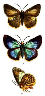 <i>Bibasis harisa</i> Species of butterfly