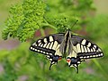 * Nomination A Swallowtail (Papilio machaon) at a garden in Byhlen, Byhleguhre-Byhlen, Landkreis Dahme-Spreewald, Brandenburg, Germany. By User:J.-H. Janßen --Jasonanaggie 03:52, 10 February 2017 (UTC) * Promotion  Support Good quality.--Famberhorst 06:01, 10 February 2017 (UTC)