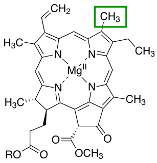 <span class="mw-page-title-main">Chlorophyllide-a oxygenase</span> Class of enzymes