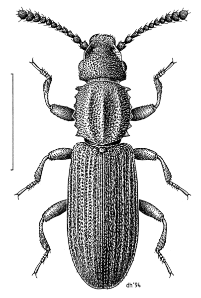 File:COLE Silvanidae Oryzaephilus surinamensis.png