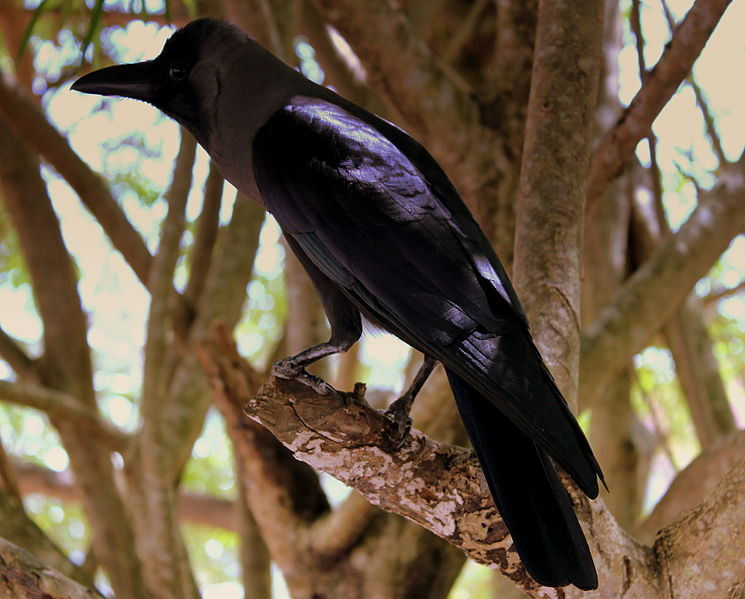 File:CROW AT GALLE FORT SRI LANKA JAN 2013 (8580283028).jpg