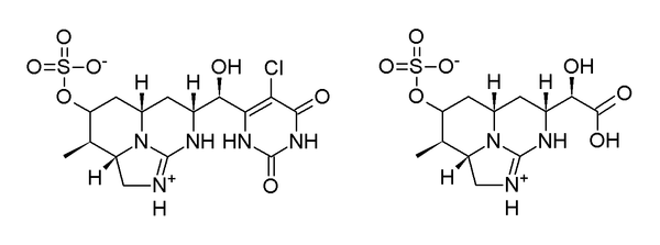 Figure 6. 5-Chlorocylindrospermopsin (left) and cylindrospermic acid, two non-toxic variants of CYN synthesised to demonstrate the importance of the intact uracil group as a pharmacophore. CYN variants.png