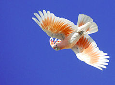 Inca cockatoo (Lophochroa leadbeateri)